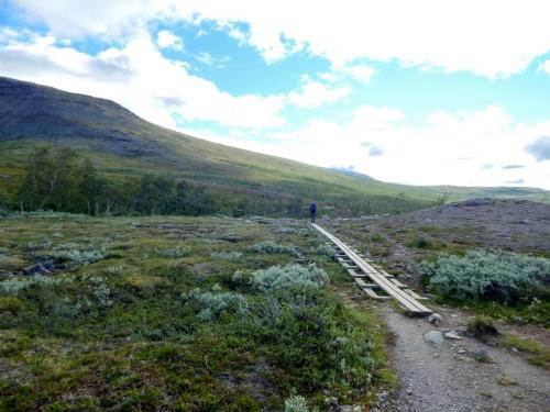 Er is plotseling weer begroeiing. Nog laag, maar het wordt snel meer en hoger.